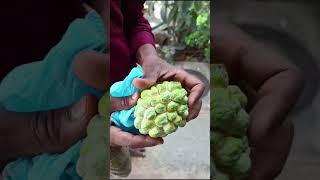 custard apple terrace garden how to Grafting