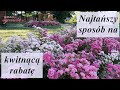 Piękna rabata z tanich róż? Dwie niezawodne odmiany The Fairy i Pink Fairy