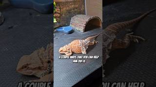 Bearded dragon shedding process#beardeddragon #animals #shortsfeed #shortvideo #shorts