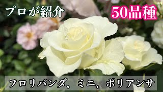 プロが紹介　バラ大苗(FL,Min,Pol)四季咲き50種紹介!　【5月の大苗】