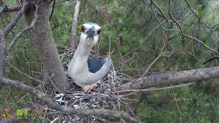 Close observation of night heron hatching eggs近距离观察夜鹭孵蛋，这一层层的树枝，盖房技术比斑鸠强多了