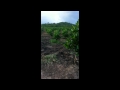 cambodian jack fruit field