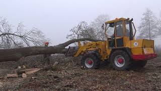 BOMEN ZAGEN EIKEN STIHL MS 241 CM ATLAS AR 61 B