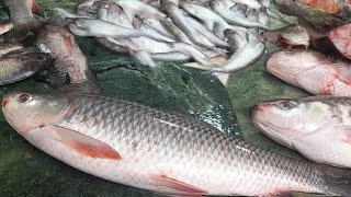 Shyamnagar fish market//Shyamnagar machh bazar//শ্যামনগর মাছ বাজার...🐟