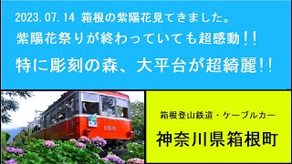 2023.07.10 箱根の紫陽花見てきました。紫陽花祭りが終わっていても超感動!!特に彫刻の森、大平台が超綺麗!!　80代挑戦チャンネル