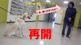 【盲導犬候補生フリード93】フリードとの再開-Ⅰ