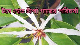 Swet Champa/White Champa/Golden Champa or Magnolia Alba Plant শ্বেত চাঁপা/স্বর্ণ চাঁপা -UPDATE