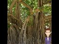 oldest banyan tree in the world/ world's largest banyan tree #ytshort #msfacts #short #youtubeshort