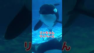 ステラ本日もサービス良いね　名古屋港水族館#shorts