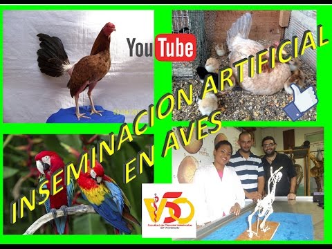 Inseminacion Artificial En Aves Youtube