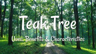 Everything You Need To Know About Teak: Benefits, Uses, Characteristics