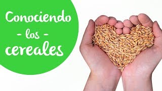 Cereales: Cuáles son, dónde se encuentran, cuáles deberías consumir y por qué