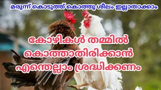 കോഴികൾ തമ്മിൽ കൊത്തുന്നത് ഇല്ലാതാക്കാൻ എന്തെല്ലാം ശ്രദ്ധിക്കണം|How avoids hen fight