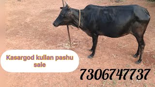 Original kasargod kullan pashu (dwarf cow)for sale