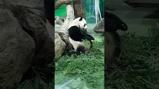 圓寶最近常常蹲著吃竹葉 看來腿很有力 #cute #animals #可愛 #panda #動物 #貓熊 #圓寶 #taipeizoo