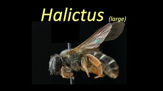 Halictus (large) (Halictidae)