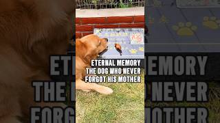 A Dog's Heartfelt Tribute #animals