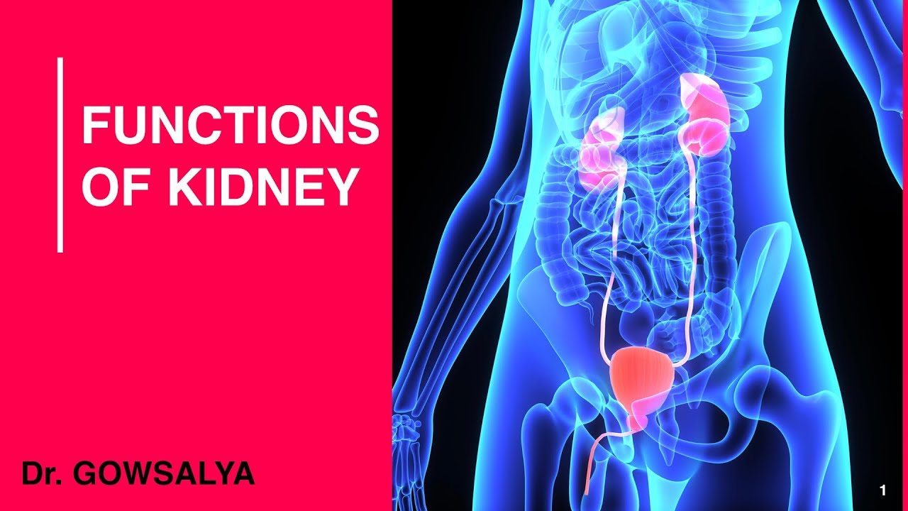 Functions Of Kidney | Renal Physiology | General Medicine - YouTube