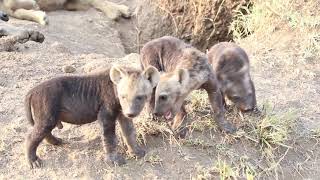 Little black spotted hyena cubs playing at the den