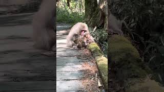 【上高地】上高地のお猿さん