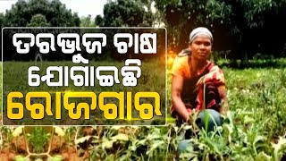 Koraput: Women Self-Sufficient By Watermelon Farming