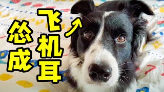 边牧勇敢保护女主人！甜心一秒变猛男｜西卡船长