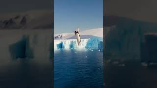 Penguin's Unusual High Dive in 4K: Grace in Antarctica 🐧❄️✨