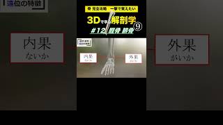 内果・外果【3Dで学ぶ解剖学】脛骨と腓骨の位置はどう違う？3Dでいろんな視点から観察しよう👍　#脛骨 #腓骨　#成長痛　#鵞足炎