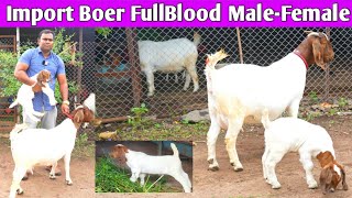 100% Boer Goat Farm/ African Import Boer Goat's/ Tamboli Goat Farm Indapur/ Puna /Maharashtra