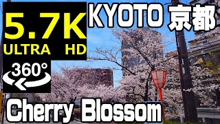 【5.7K 360 VR】KYOTO JAPAN【Cherry blossoms】2020/04/03 京都木屋町通り お花見VR SAKURA 360-Degree camera