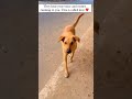 POV:Dogs Are my Favorite Kind of People❤|| KIND GAMERZ|| #trending #viral #dog #shorts