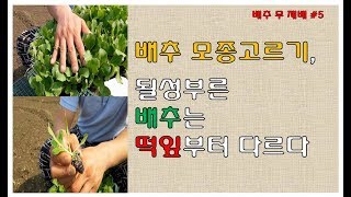 배추모종 고르기, 될성부른 배추는 떡잎부터 다르다