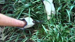 Pruning Monkey Grass