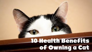 10 Health Benefits of Owning a Cat | Animals Unlimited | Sameer Gudhate
