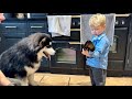 Adorable baby Boy Feeds Big Malamute Puppy!