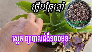 ថ្លើមឆ្កែខ្មៅ : ឱសថព្យាបាលជំងឺបានច្រើន ជំនួយកម្លាំងផ្លូវភេទ រក្សាវ័យ | Black Calingale | Sopheak KH