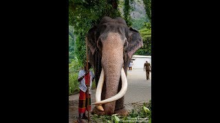 Most Beautiful Elephant Ever, Longest Tusk Ever in the World