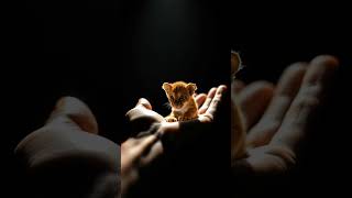 Tiny lion that fits in the palm of your hand. Awe Sooo Cute! TIny Critters!