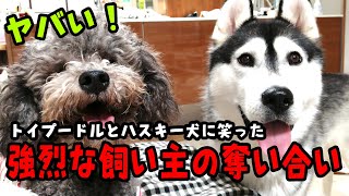 強烈な飼い主の奪い合いをするハスキー犬とトイプードルに笑った