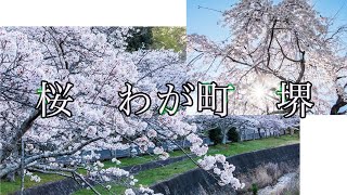 桜　わが町　堺　（大仙公園、鉢が峰）2023.3　FUJIFILM X-H1    HD 1080p