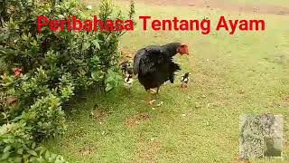 Peribahasa tentang ayam