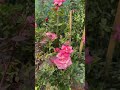 rose plants flowerworld gardening natural rose