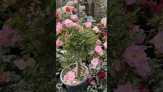 Rose plants #flowerworld  #gardening  #natural  #rose