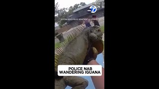 Florida police nab wandering iguana and take its mugshot