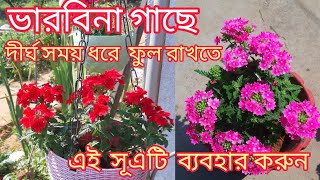 ভারবিনা গাছে দীর্ঘ সময় ধরে ফুল রাখতে এই সূত্রটি ব্যবহার করুন || Verbena plant care  February month