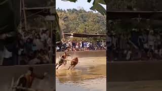 kalapoot malsaram #kalapoot #kala #kalapootkala #bull #bullrace #ox #oxrace #bulloxer #oxbull