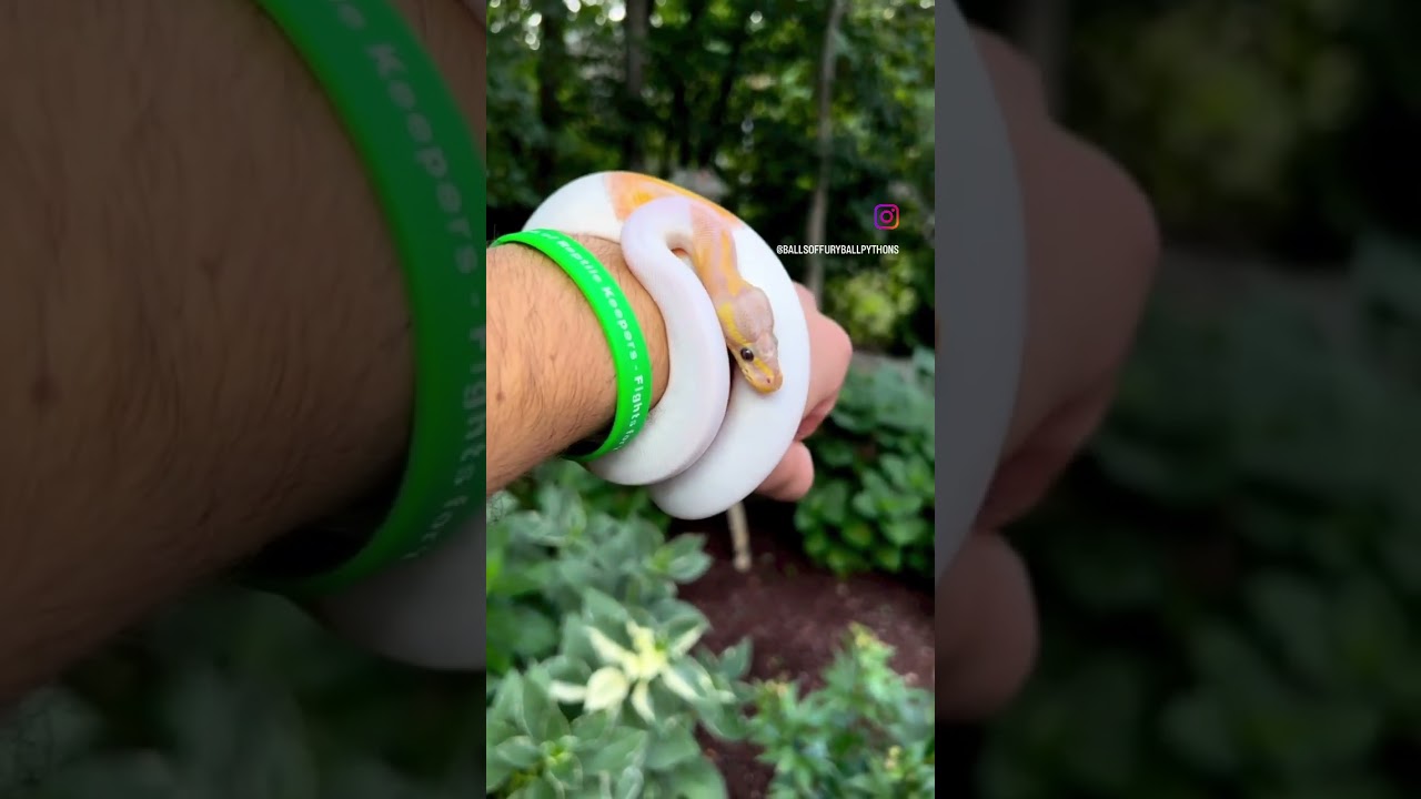 ｹ ｹ ｹ Ballpython Reptiles Pets Snake Animals Viral Shorts Fyp