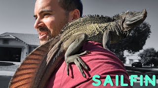 Sailfin Dragon TRAINING | pt. 3! - Hydrosaurus Celebensis