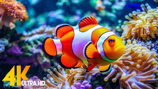 Aquarium 4K VIDEO (ULTRA HD) 🐠 Beautiful Coral Reef Fish - Relaxing Sleep Meditation Music #62