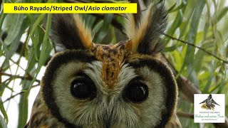 Búho Rayado, Striped Owl, Asio clamator, Bogota Birding tours